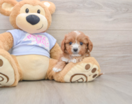 7 week old Cavapoo Puppy For Sale - Windy City Pups