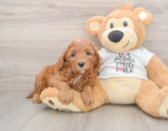 8 week old Cavapoo Puppy For Sale - Windy City Pups