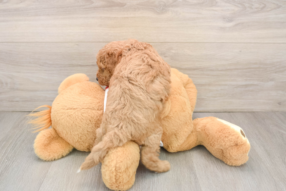 Cavapoo Pup Being Cute