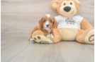 Funny Cavapoo Poodle Mix Pup