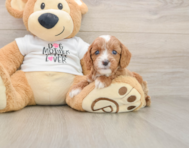 8 week old Cavapoo Puppy For Sale - Windy City Pups