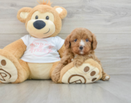 8 week old Cavapoo Puppy For Sale - Windy City Pups