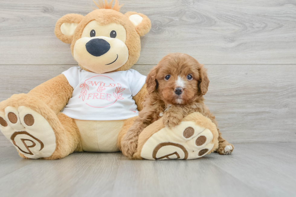 Cavapoo Puppy for Adoption