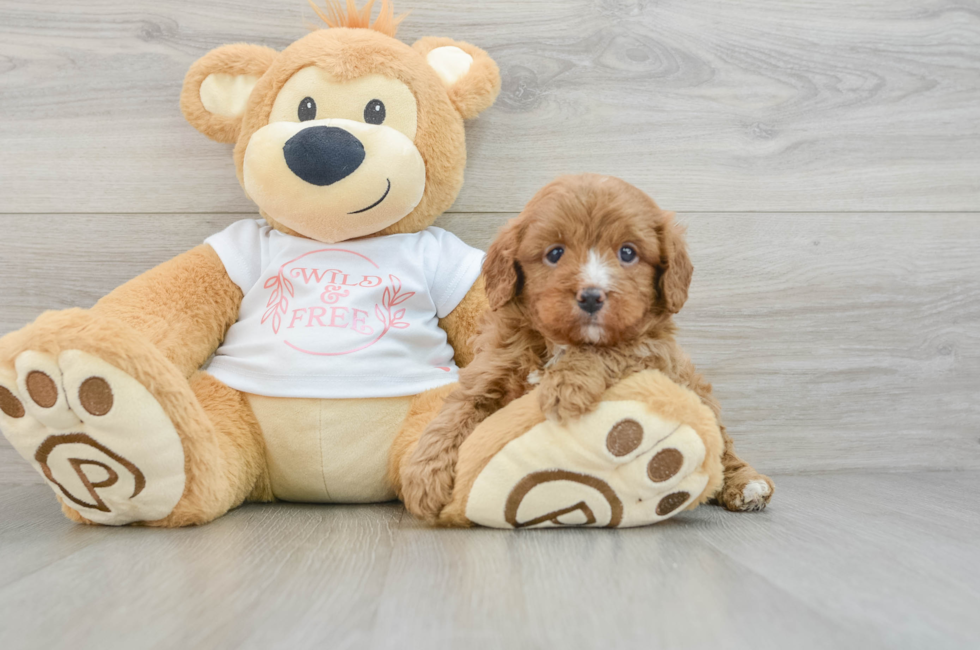 8 week old Cavapoo Puppy For Sale - Windy City Pups