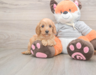 7 week old Cavapoo Puppy For Sale - Windy City Pups