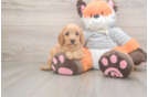 Cavapoo Puppy for Adoption