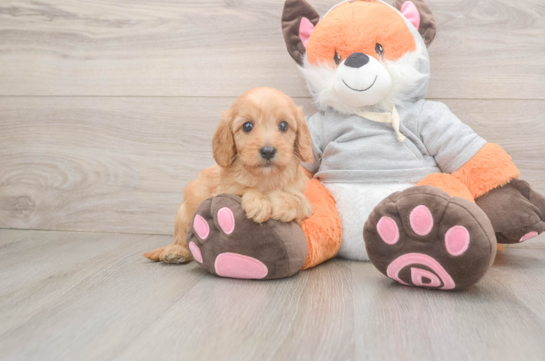 Cavapoo Puppy for Adoption