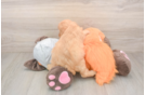 Cavapoo Puppy for Adoption