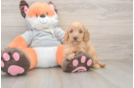 Petite Cavapoo Poodle Mix Pup