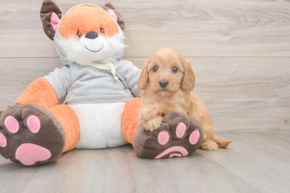 Petite Cavapoo Poodle Mix Pup