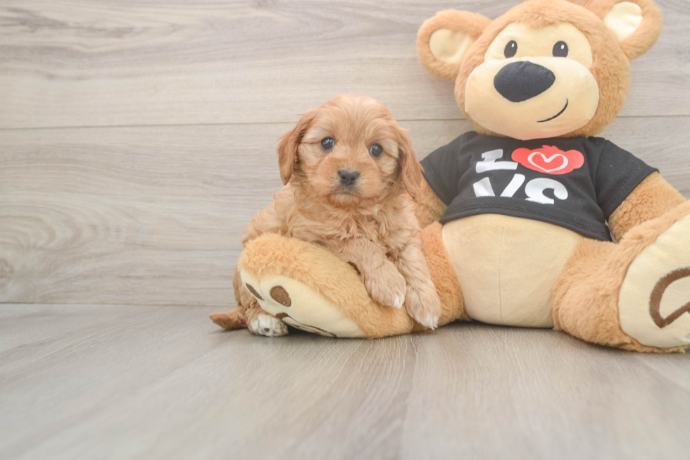 Meet Oslo - our Cavapoo Puppy Photo  1/3 - Windy City Pups Cute Cavapoo Baby