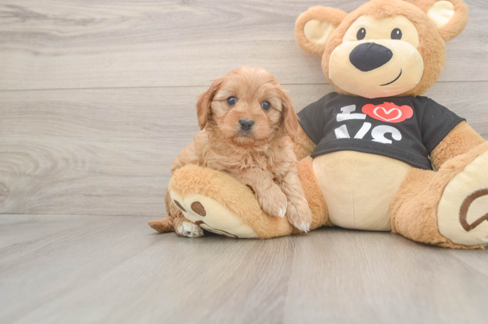 6 week old Cavapoo Puppy For Sale - Windy City Pups