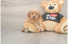 Meet Oslo - our Cavapoo Puppy Photo  1/3 - Windy City Pups Cute Cavapoo Baby