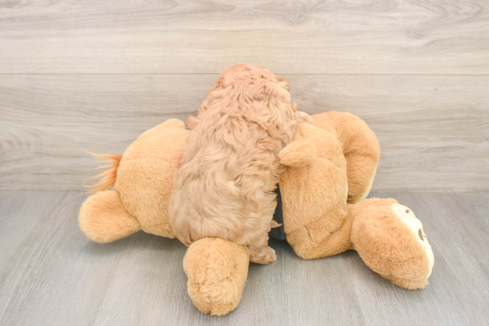 Meet Oslo - our Cavapoo Puppy Photo  3/3 - Windy City Pups Cavapoo Pup Being Cute