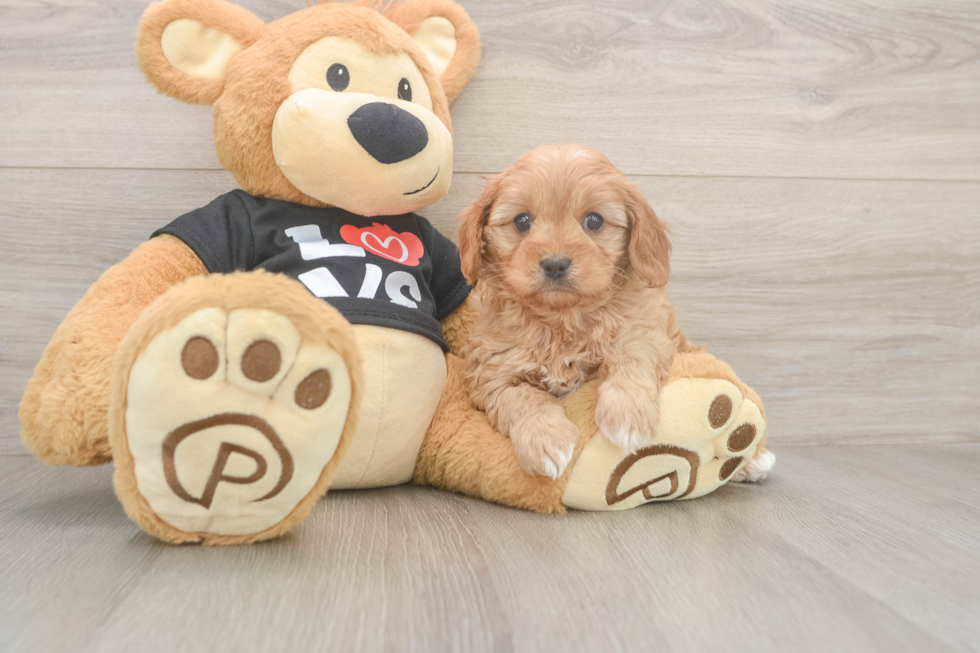Meet Oslo - our Cavapoo Puppy Photo  2/3 - Windy City Pups Adorable Cavalier King Charles Spaniel and Poodle Mix Poodle Mix Puppy