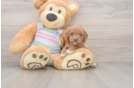 Cavapoo Pup Being Cute