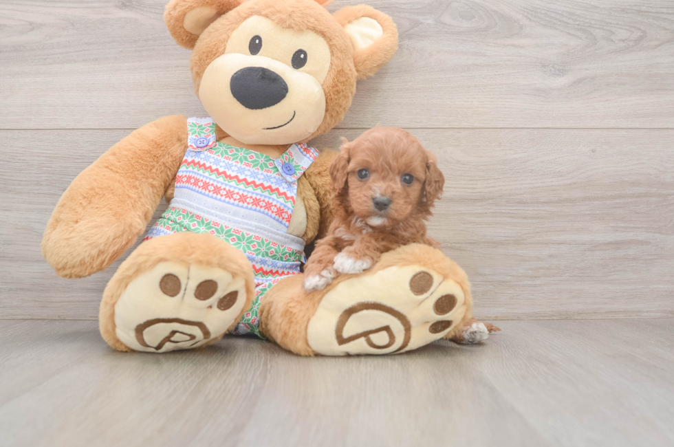 5 week old Cavapoo Puppy For Sale - Windy City Pups