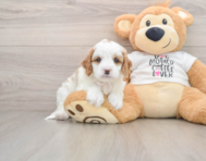 8 week old Cavapoo Puppy For Sale - Windy City Pups