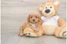 Little Cavipoo Poodle Mix Puppy