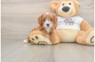 Cavapoo Puppy for Adoption