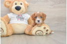 Friendly Cavapoo Baby