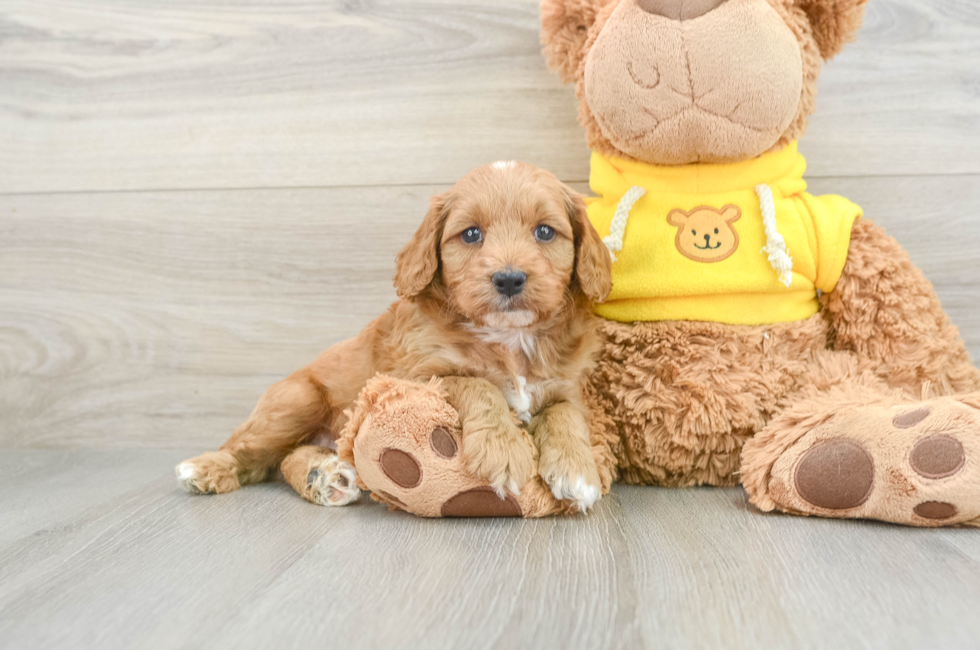 6 week old Cavapoo Puppy For Sale - Windy City Pups