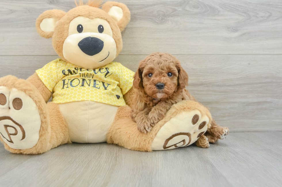 5 week old Cavapoo Puppy For Sale - Windy City Pups