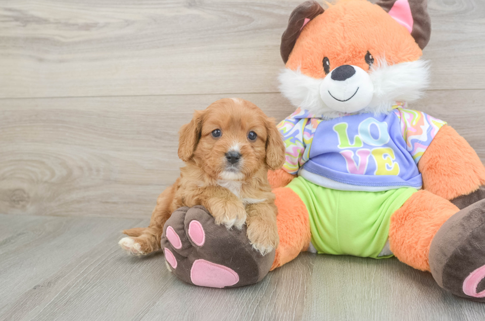 6 week old Cavapoo Puppy For Sale - Windy City Pups