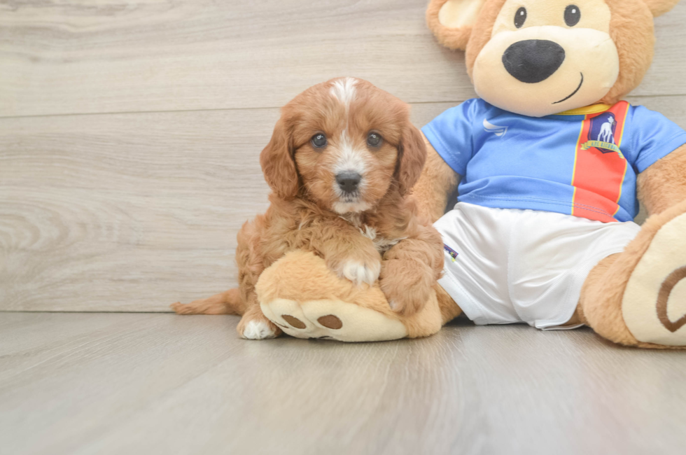 5 week old Cavapoo Puppy For Sale - Windy City Pups