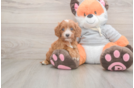 Best Cavapoo Baby