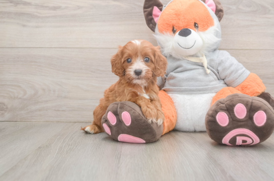 Best Cavapoo Baby
