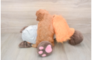Best Cavapoo Baby