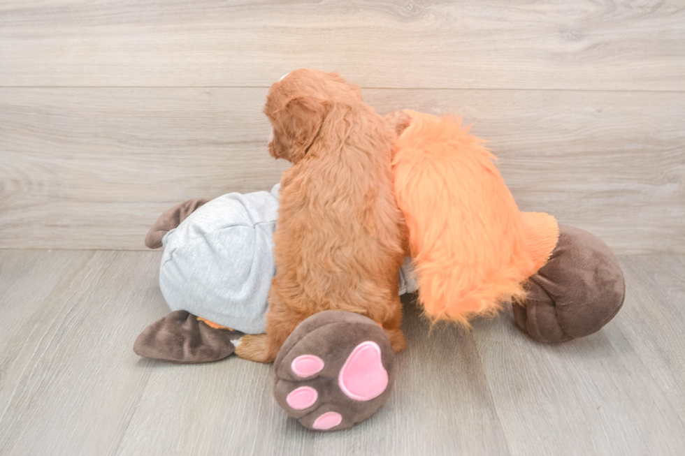 Best Cavapoo Baby