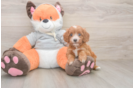 Friendly Cavapoo Baby