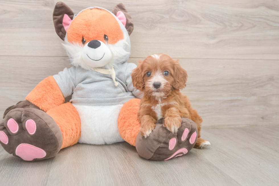 Friendly Cavapoo Baby