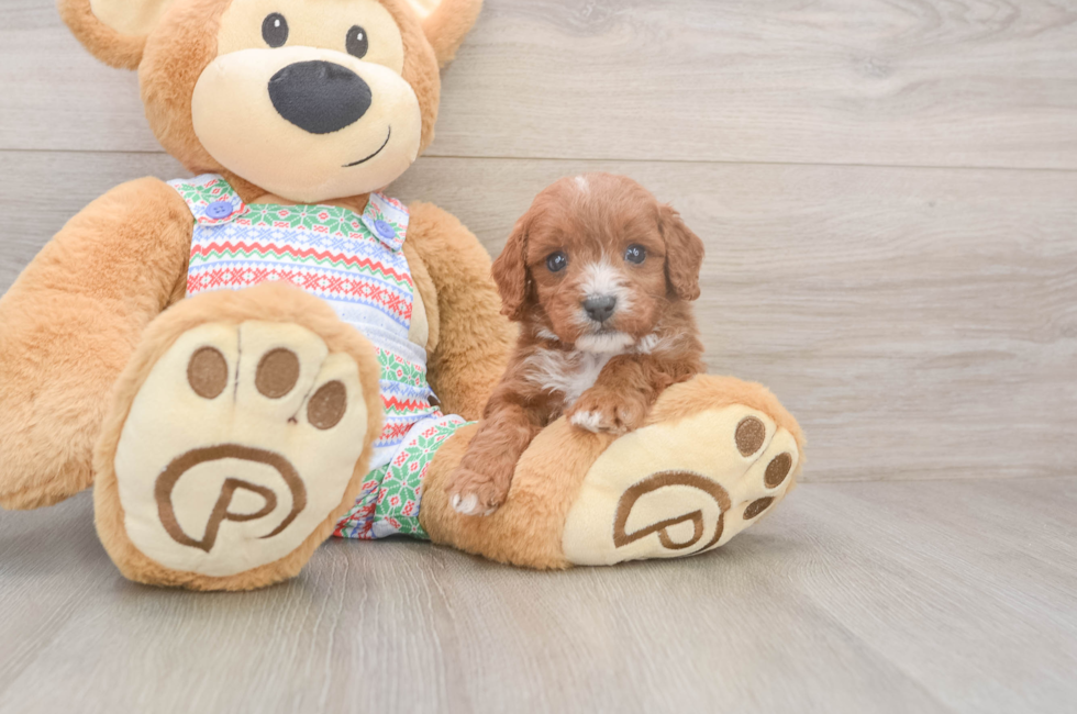 5 week old Cavapoo Puppy For Sale - Windy City Pups