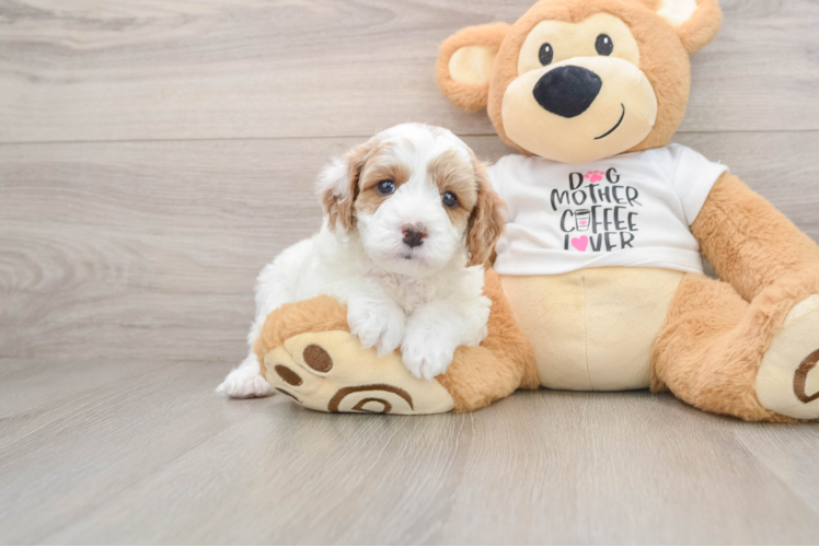Cavapoo Pup Being Cute