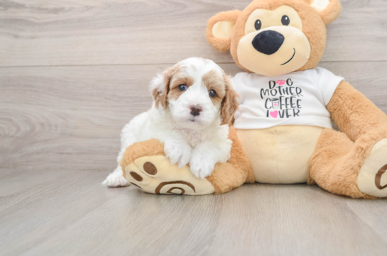 Cavapoo Pup Being Cute
