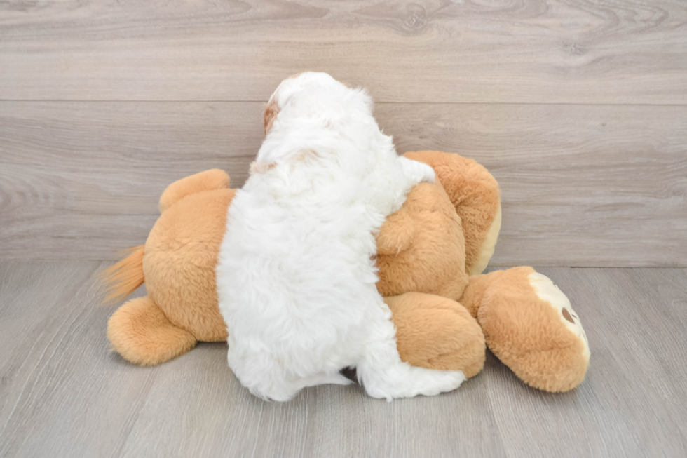 Cavapoo Puppy for Adoption