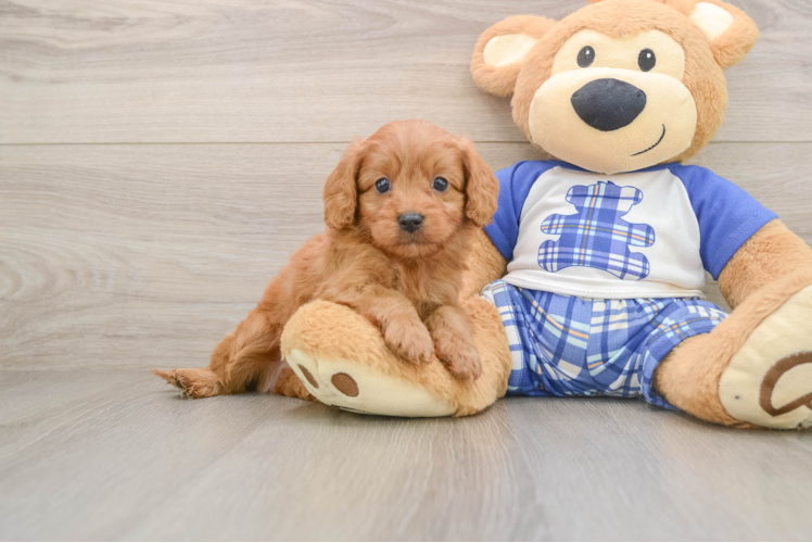 Happy Cavapoo Baby