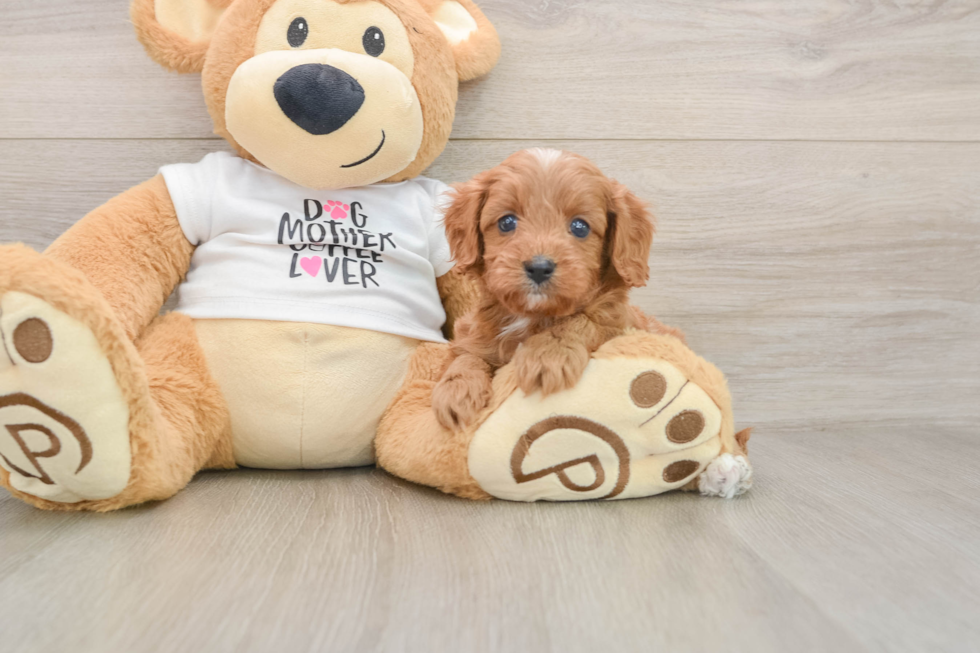 Cavapoo Puppy for Adoption