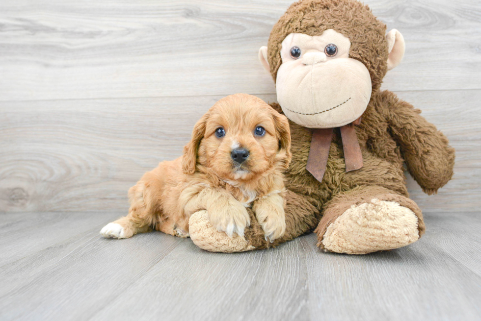 Energetic Cavoodle Poodle Mix Puppy