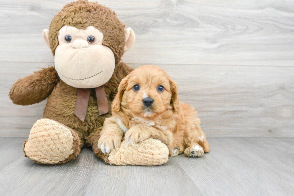 Best Cavapoo Baby