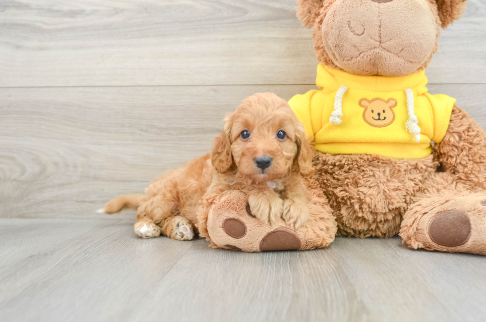 7 week old Cavapoo Puppy For Sale - Windy City Pups