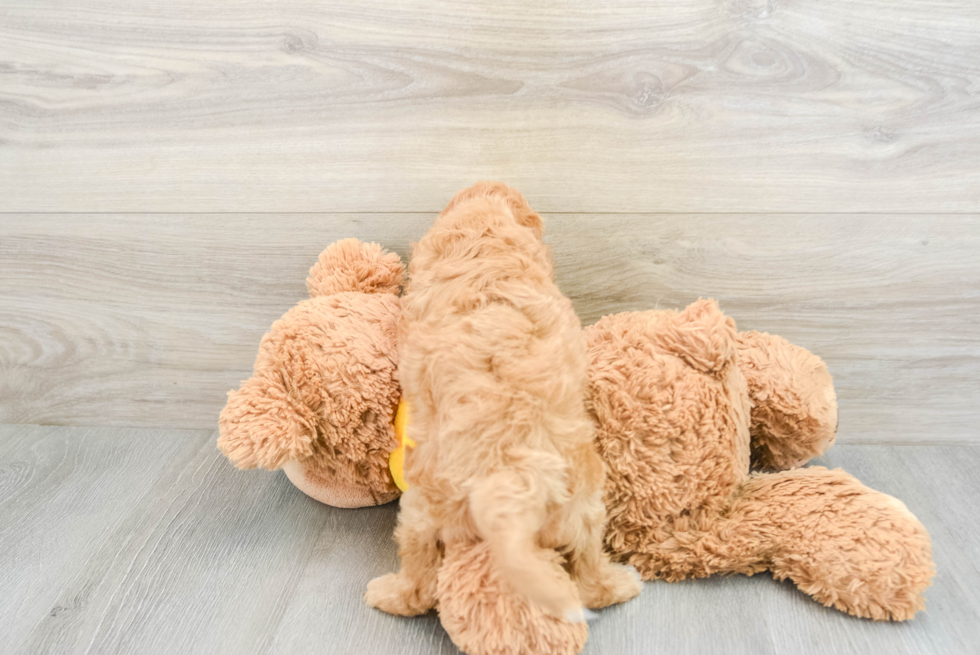 Cute Cavapoo Baby