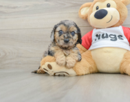 9 week old Cavapoo Puppy For Sale - Windy City Pups