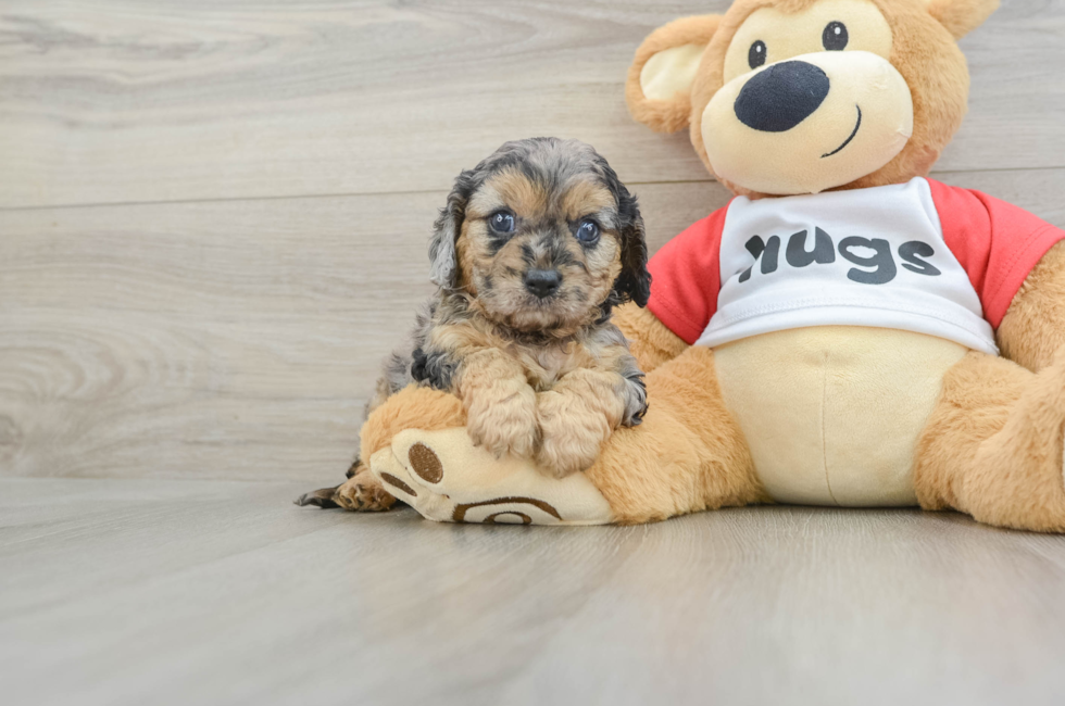 9 week old Cavapoo Puppy For Sale - Windy City Pups