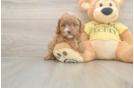Best Cavapoo Baby