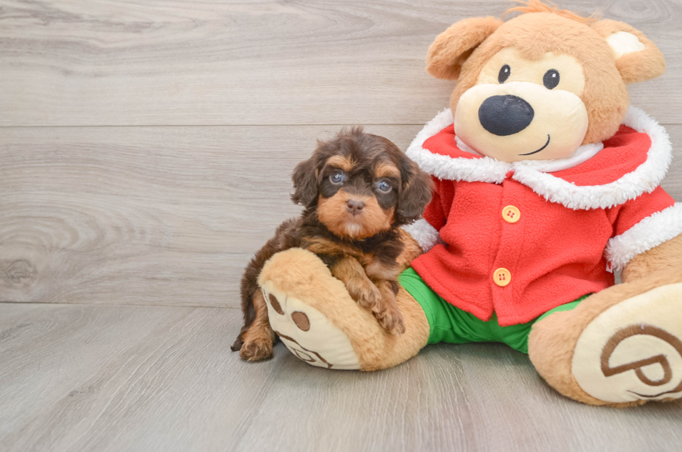 5 week old Cavapoo Puppy For Sale - Windy City Pups