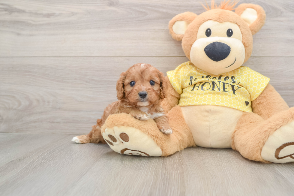 Funny Cavapoo Poodle Mix Pup